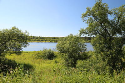 Trees on field by lake against clear sky