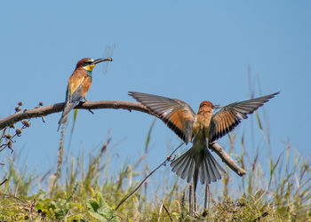 Birds flying against clear sky