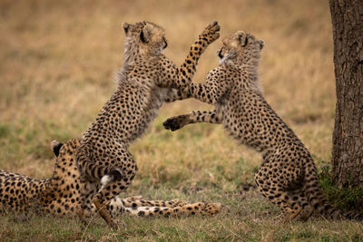 Cheetahs on field in forest