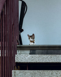 Portrait of a cat against wall