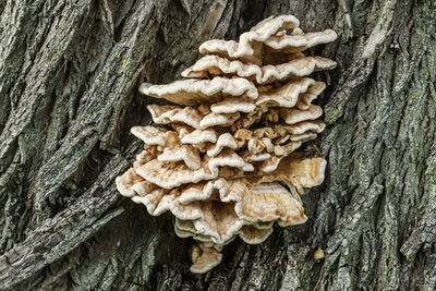 Close-up of fungus growing on tree trunk