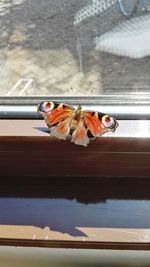 Close-up of insect on window