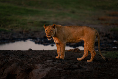 Lioness running on field