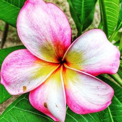 Close-up of pink flower blooming outdoors