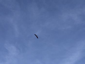 Low angle view of bird flying in sky