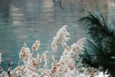 Close-up of plants during winter