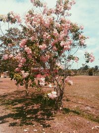 Close-up of pink flower tree