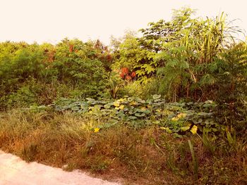 Scenic view of grassy field against sky