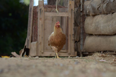 View of a hen on the land