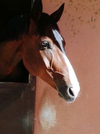 Close-up of horse in stable