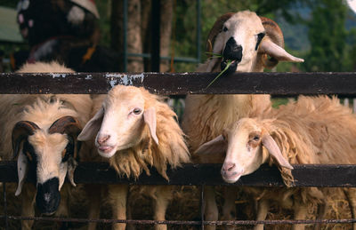 Sheep in a pen