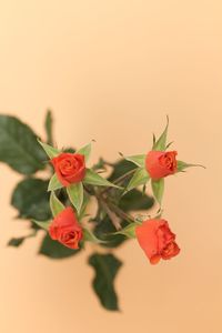 Close-up of red roses against white background