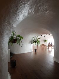 Potted plants in arch restaurant at mirador del rio