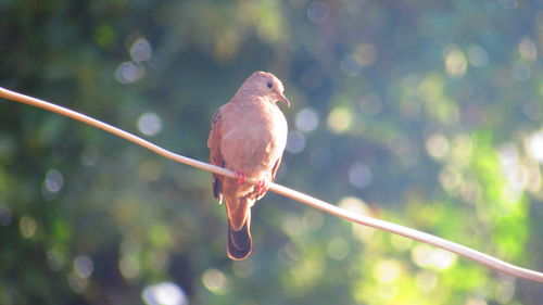 Close-up of bird perching on white background