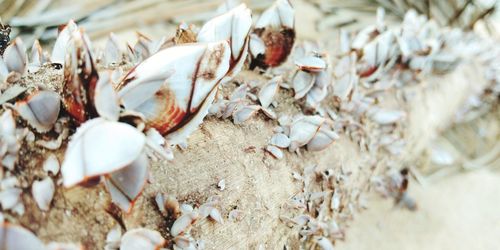 Close-up of seashells on rock