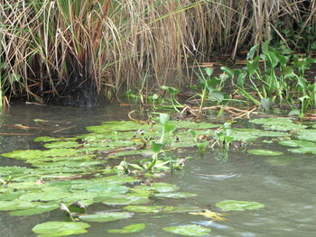 Water lily in lake