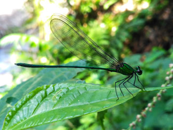 Close-up of dragonfly on plant
