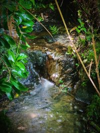 Close-up of water flowing in forest