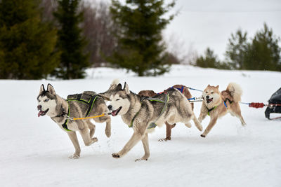 Running husky dog on sled dog racing. winter dog sport sled team competition. siberian husky dogs