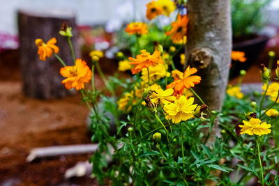 Close-up of yellow flowers blooming outdoors