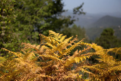 View of a reptile on a tree