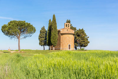 Scenic view of wheat field against sky