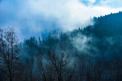Panoramic view of forest against sky