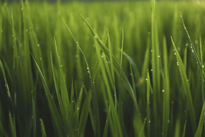 Full frame shot of grass