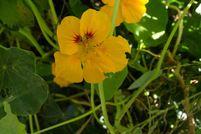 Close-up of yellow flower