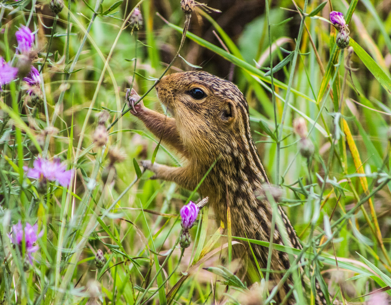 13 lined ground squirrel