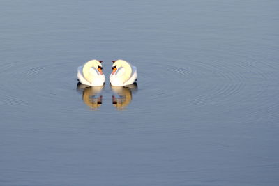 Swan swimming in lake