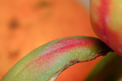 Close-up of red rose flower