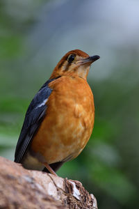 Portrait of an orange headed ground thrush 