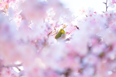 Close-up of bird on tree in bloom