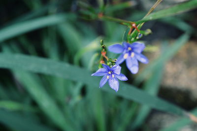 Close-up of purple flowers