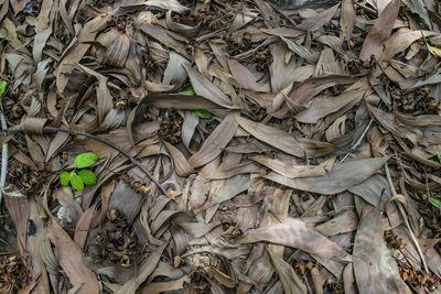 High angle view of dried leaves on field
