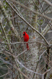 Bird perching on branch