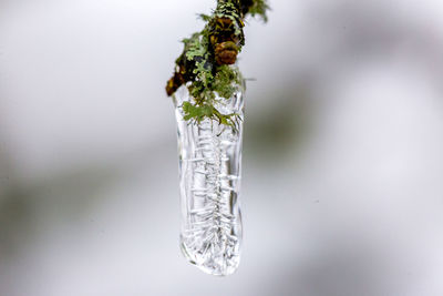 Close-up of frozen plant against white background