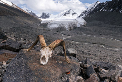 View of deer on snow covered mountain