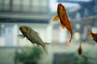 Close-up of fish swimming in tank