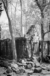 Bare tree against built structure