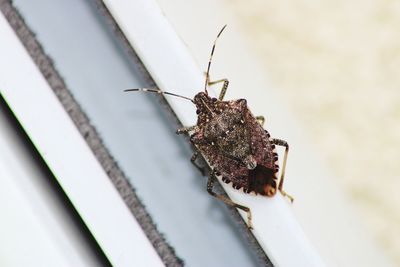 Close-up of butterfly