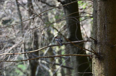 Bird perching on a tree