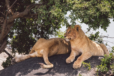 Two lion cubs sitting on a ruck under a tree