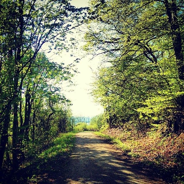 the way forward, tree, diminishing perspective, tranquility, vanishing point, growth, nature, tranquil scene, dirt road, forest, road, branch, green color, beauty in nature, footpath, transportation, scenics, treelined, day, outdoors