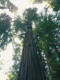 Low angle view of trees against sky