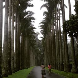 Pathway along trees in park