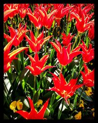 Close-up of red flowers blooming outdoors