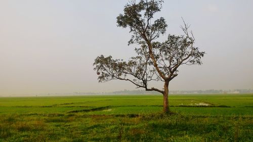 Tree on field against clear sky