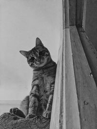 Close-up of cat sitting